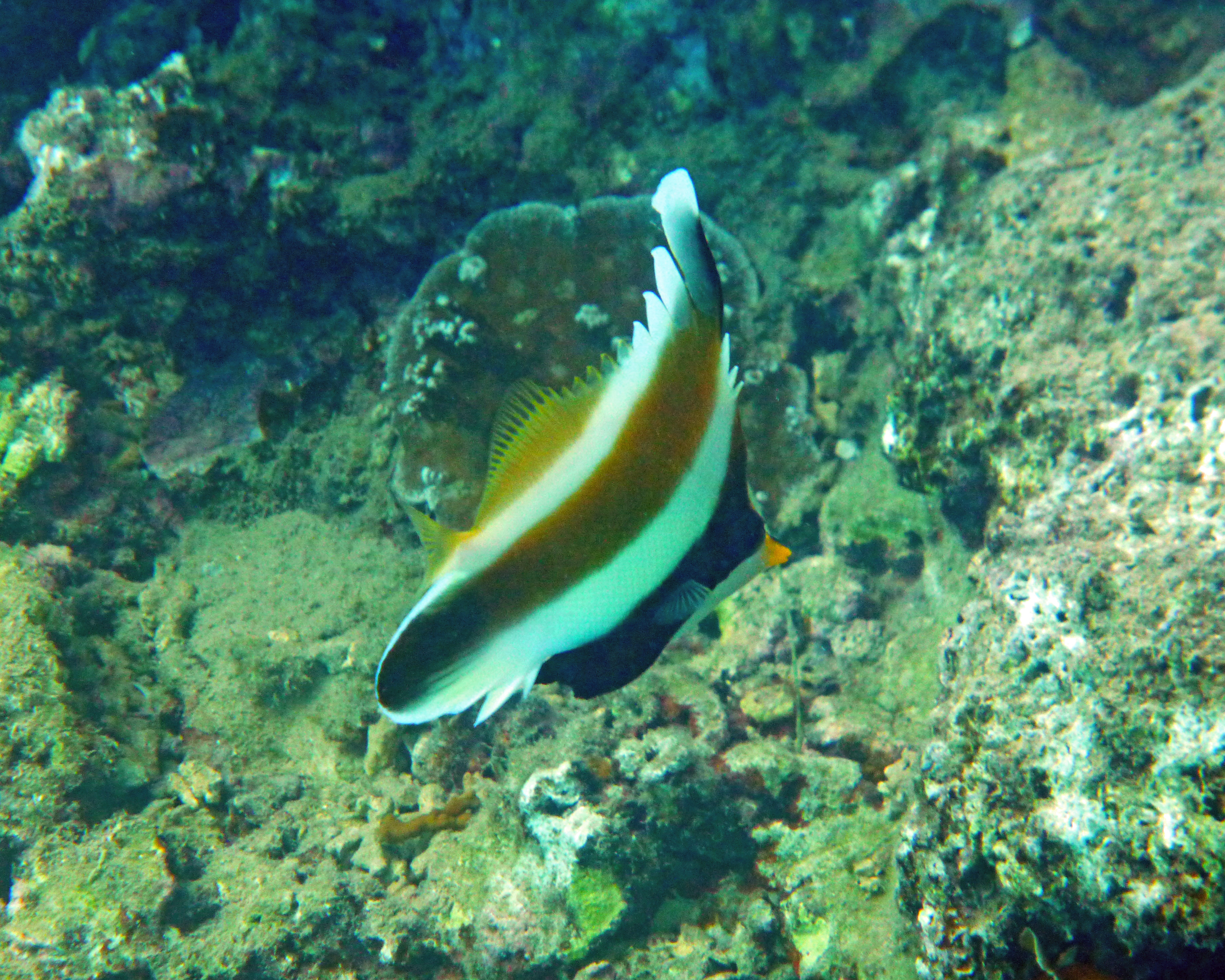 Pennant bannerfish Mo'orea 2019.